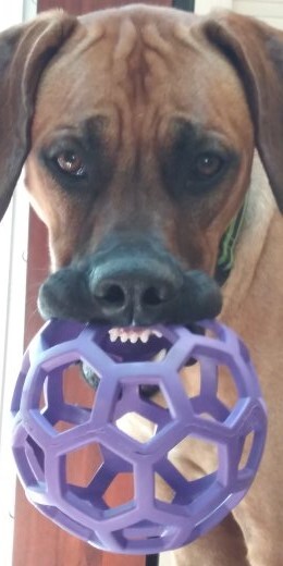 Entry image for Hieronymus Amani. Clicking this image will show a larger photo