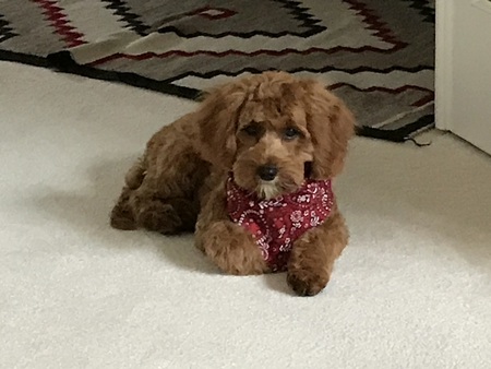 Entry image for Gus. Clicking this image will show a larger photo