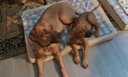 Entry image for Ozymandias and Hieronymus. Clicking this image will show a larger photo