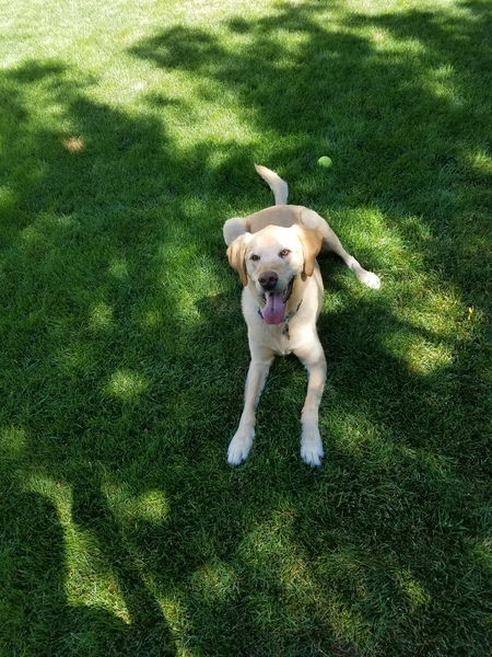 Entry image for Benny. Clicking this image will show a larger photo