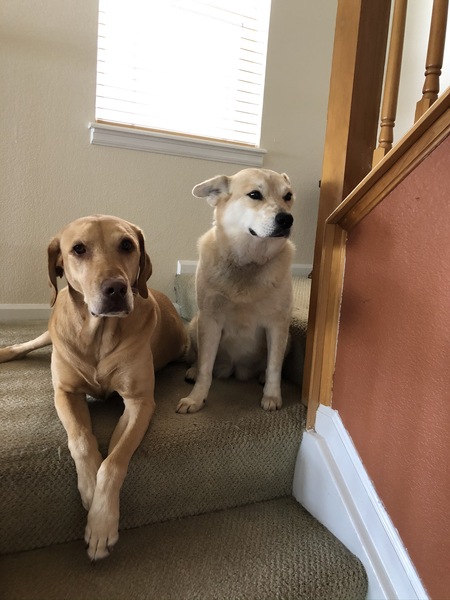 Obleo (Lab) and Freya (Heeler mix)