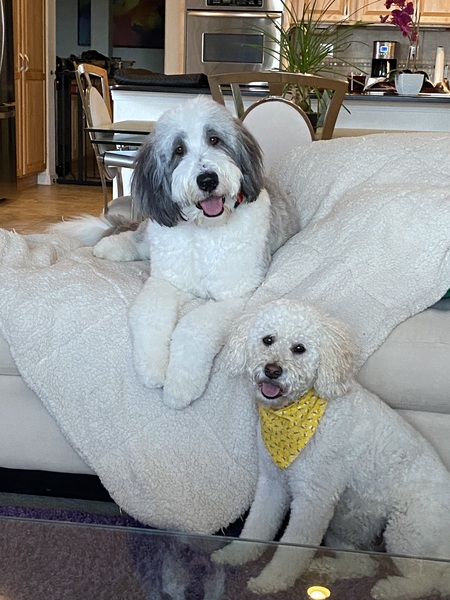 Sheepadoodle - Riley (AKA Moose) and  Whoodle - Shelby