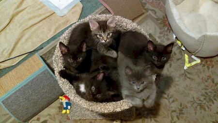 TooToo, Pre, Moggie, Graycie, Falci