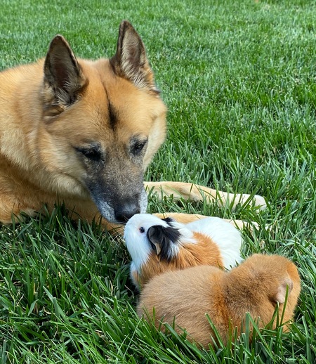 Jovi (dog), Evie, and Junie (Guinea Pigs) 