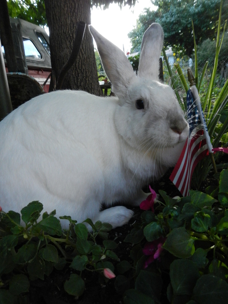 Sophia Bun Bun