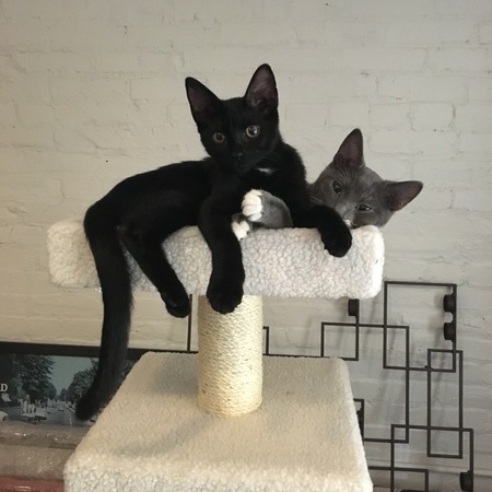 Prince (black cat) & Charles (grey cat) 