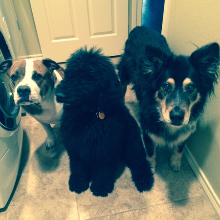 Howard, Rembrandt & Dexter