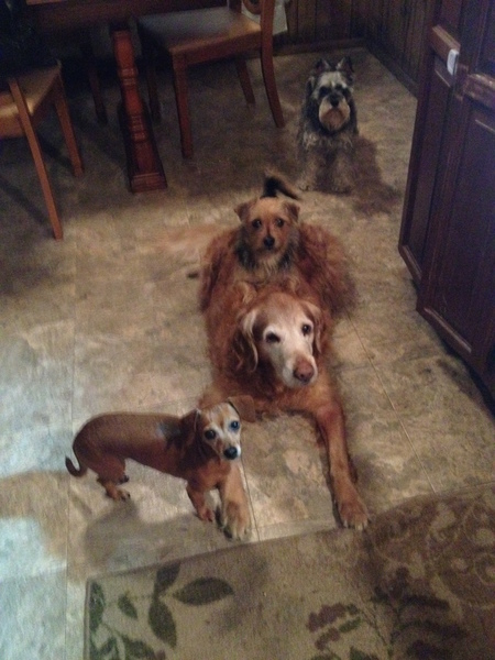 Lucy, Ruby, Chloe, and Maggie