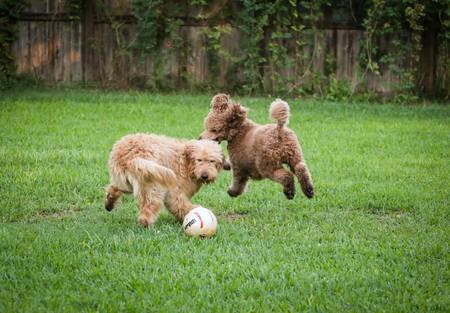 Willow and Zane
