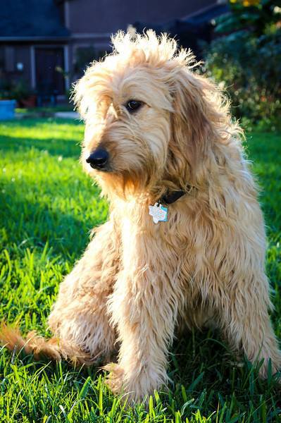 Willow