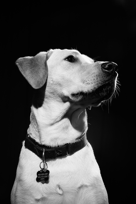 Buddy