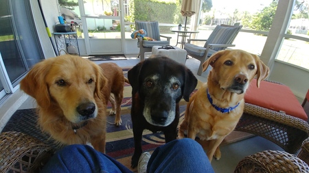 Bentley, Bear, and Max