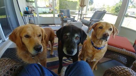 Bentley, Bear, and Max