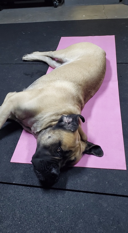 Moose’s Olympic Yoga!