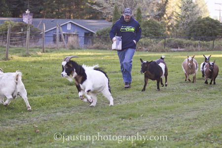 Goating for the gold: Hazel, Mr. Chow, RockStar, Angus, MoonPie, and MaiTai