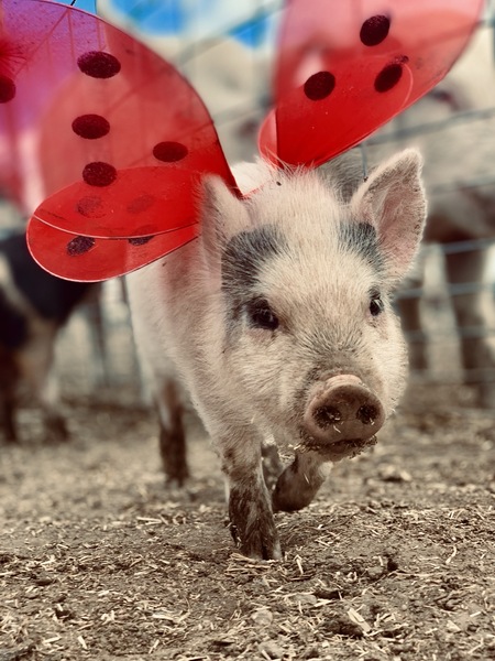 Penelope, Hurdles (wings do not disqualify pigs)