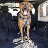 Entry image for Zoie Rose