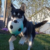 Entry image for Starla