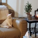 Entry image for SCOOTER