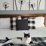 Entry image for Buddy