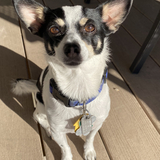 Entry image for Sadie