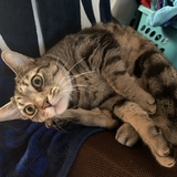 Entry image for Jasmine