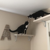 Entry image for Sylvester and Champ