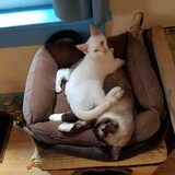 Entry image for Tawny and Yogi