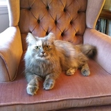 Entry image for Cassie