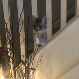 Entry image for Lark