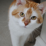 Entry image for Quinn