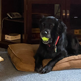 Entry image for Macie