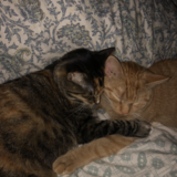 Entry image for Sophie and Meeko