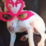 Entry image for Dunkin