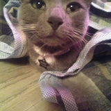 Entry image for Bobby Bobcat