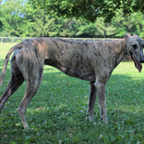 Entry image for Lenny