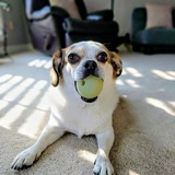 Entry image for Remy