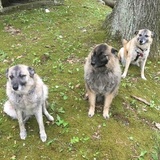 Entry image for Raya, Murphy, Candy