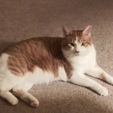 Entry image for Rocco