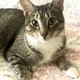 Entry image for Mr. Toliman (Tolly) - formerly “Leo”