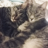 Entry image for Linus & Luci