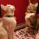 Entry image for Bear and Moose