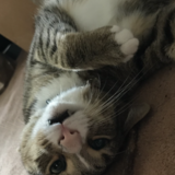 Entry image for Jasper