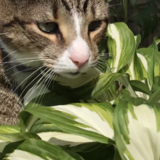 Entry image for Jasper