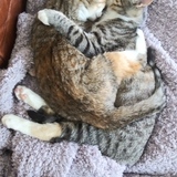 Entry image for Sienna and Amelia