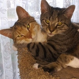 Entry image for Sienna and Amelia