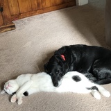 Entry image for Charlie and Gizmo