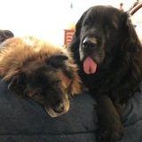 Entry image for Savannah and Sophie