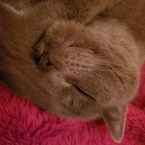 Entry image for Valentino