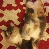 Entry image for Cloey Funfetti